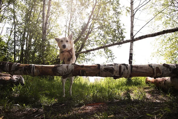 Большая собака с добрым взглядом перепрыгивает через деревянный барьер на природе — стоковое фото