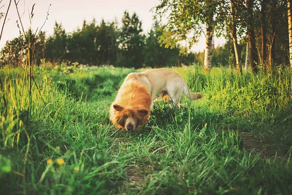 Perro grande con crin falsa muzzling tierra en verde hermoso bosque —  Fotos de Stock