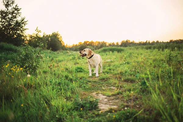 Счастливая большая собака, отдыхающая на зеленой лужайке на природе — стоковое фото