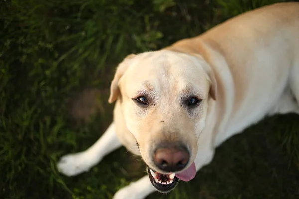 Glad stor hund som har koppla av på grön äng på naturen — Stockfoto