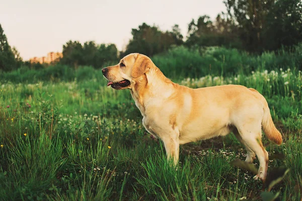 Glad stor hund som har koppla av på grön äng på naturen — Stockfoto