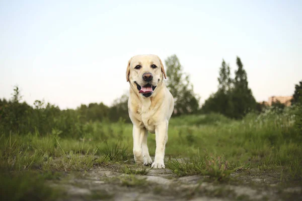 Happy big dog having relax on green meadow at nature — Stock Photo, Image