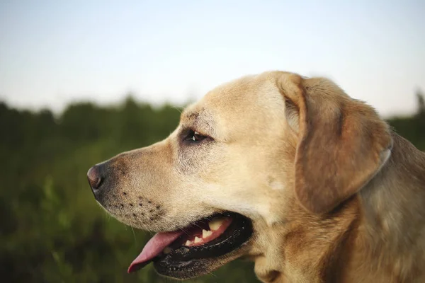Glad stor hund som har koppla av på grön äng på naturen — Stockfoto