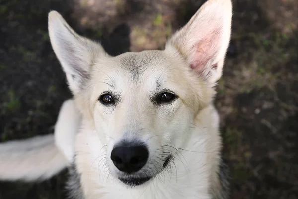 自然の中で地面に優しい顔をした面白い大きな犬 — ストック写真