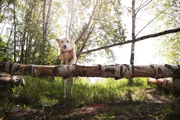 Grand chien avec regard gentil sautant par-dessus la barrière en bois à la nature — Photo