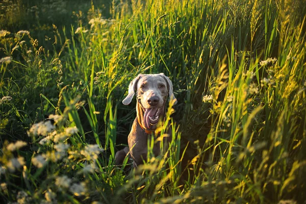Büyük dilli gri köpek doğada yeşil bitkilerin arasında dinleniyor. — Stok fotoğraf