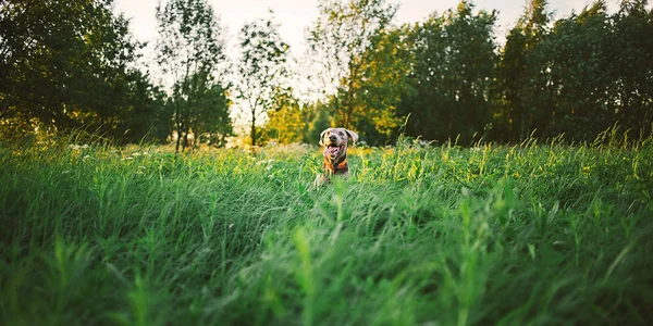 Malý hrob šedého psa mezi velkou trávou — Stock fotografie