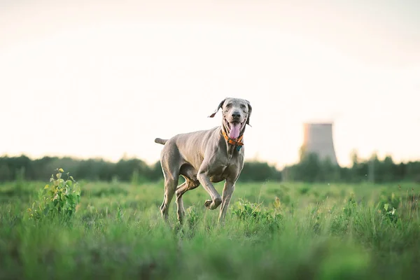 Доброжелательная собака в воротнике прогуливается по траве на природе — стоковое фото