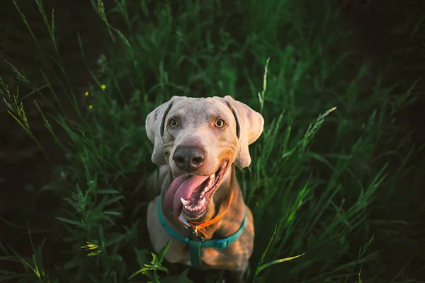 Grey dog with big tongue relaxing amid green plants at nature — Stock Photo, Image