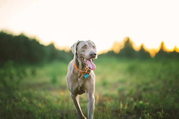 Kindly dog in collar strolling on grass at nature — Stock Photo, Image