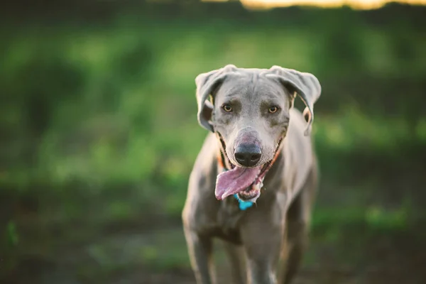 Kindly dog in collar strolling on grass at nature — Stock Photo, Image