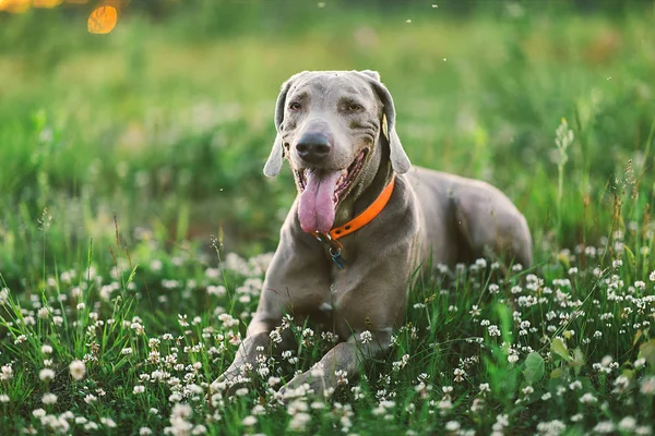 Zmęczony duży pies z szarym futerkiem spoczywający na kwitnącej łące na łonie natury — Zdjęcie stockowe
