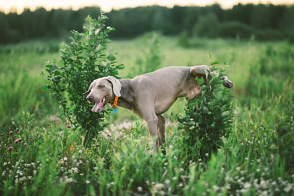 Big grey dog peeing on shrub at nature — Stock Photo, Image