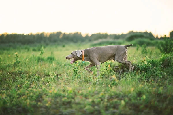 Grey dog scampering with open chaps on green grass — Stock fotografie