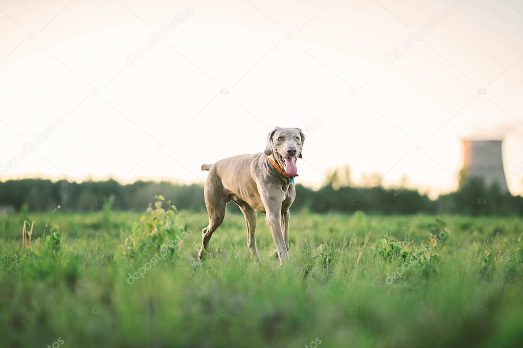 Kindly dog in collar strolling on grass at nature