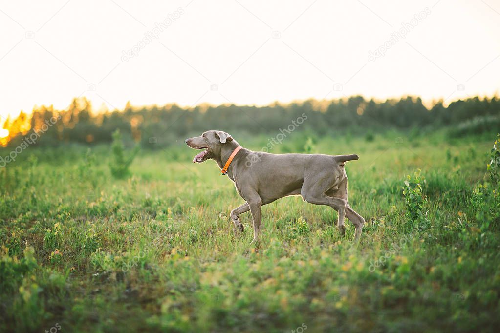 Grey dog scampering with open chaps on green grass