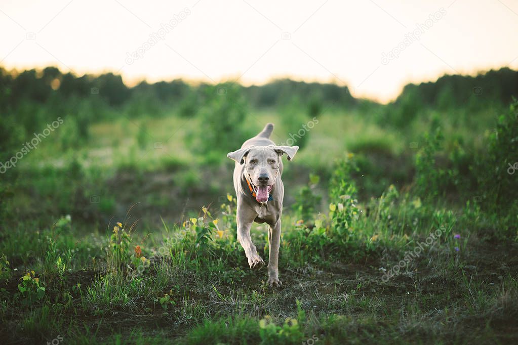 Kindly dog in collar strolling on grass at nature