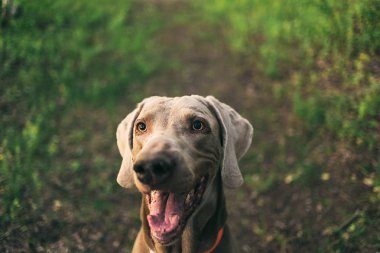 Büyük gri köpek yeşil çayırda geziniyor.