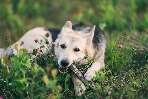 Un lindo perro en un campo, masticando un palo — Foto de Stock