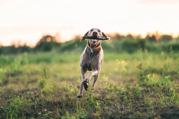 stock image Joyful dog playing with whip while walking on green field