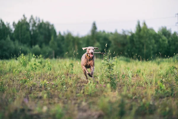 Радостная собака играет с кнутом во время прогулки по зеленому полю — стоковое фото