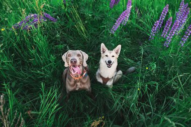 Şirin Weimaraner ve çoban köpekleri parlak yeşilliklerde oturuyor.