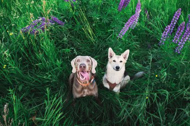 Şirin Weimaraner ve çoban köpekleri parlak yeşilliklerde oturuyor.