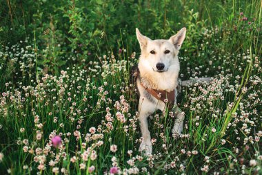 Uzun çimenlerde oturan sevimli çoban köpeği.