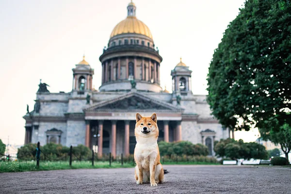 Χαριτωμένο σκυλί κάθεται κοντά στον καθεδρικό ναό κοιτάζοντας κάμερα — Φωτογραφία Αρχείου