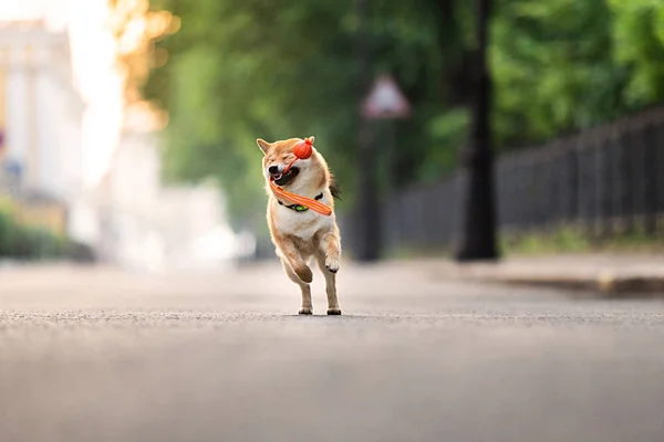 Divertido perro corriendo cerca del parque. Árboles verdes borrosos fondo — Foto de Stock