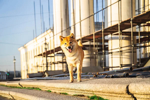 Αστείος σκύλος κοντά σε κτίριο υπό ανακατασκευή. Ηλιόλουστη μέρα — Φωτογραφία Αρχείου