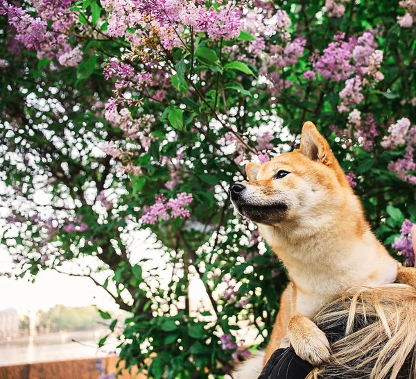 Propietario de la cosecha levantar perro cerca de arbusto lila — Foto de Stock