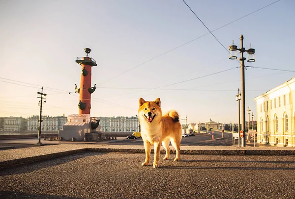 Αστεία σκυλί πανοραμική πλατφόρμα στο κέντρο — Φωτογραφία Αρχείου