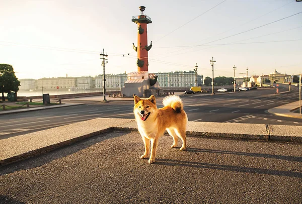 Αστεία σκυλί πανοραμική πλατφόρμα στο κέντρο — Φωτογραφία Αρχείου