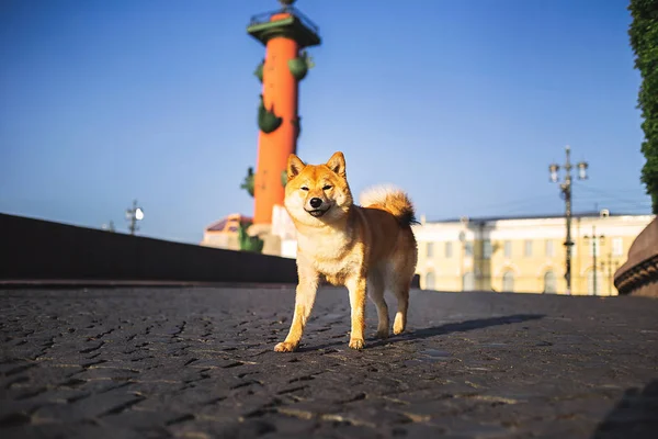 Divertido perro panorámico en el camino en el centro de la ciudad — Foto de Stock