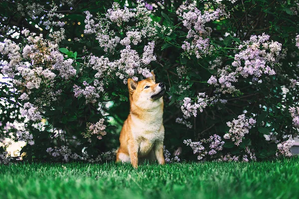 Lindo Perro Sentado Cerca Floración Arbusto Color Lila Con Hojas — Foto de Stock