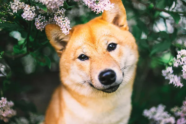 Close up portrait of adorable Shiba Inu near blooming bush — Stock Photo, Image
