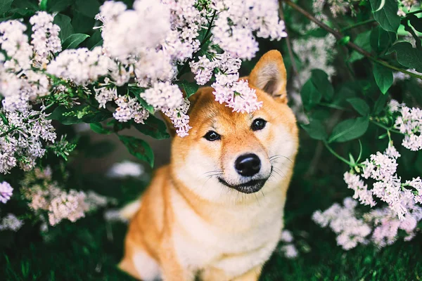 stock image Close up portrait of adorable Shiba Inu near blooming bush