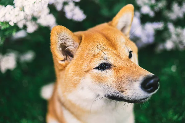 Närbild porträtt av bedårande Shiba Inu nära blommande buske — Stockfoto