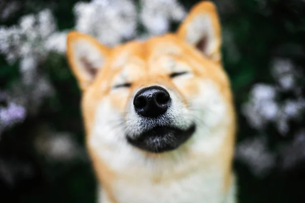 Närbild porträtt av bedårande Shiba Inu nära blommande buske — Stockfoto