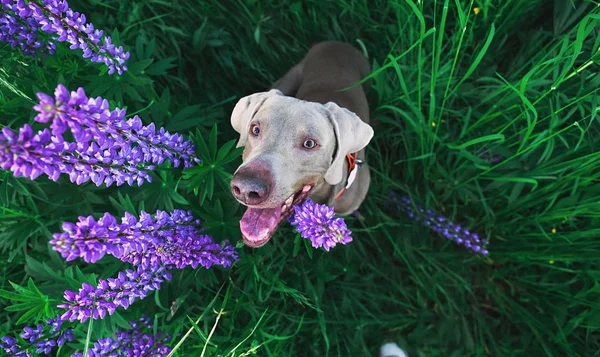 Reinrassiger Weimaraner-Hund sitzt im hohen Gras auf Feld — Stockfoto