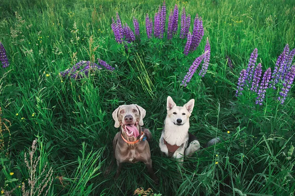 Cute Weimaraner i psów pasterskich siedzi w jasnych zieleni — Zdjęcie stockowe