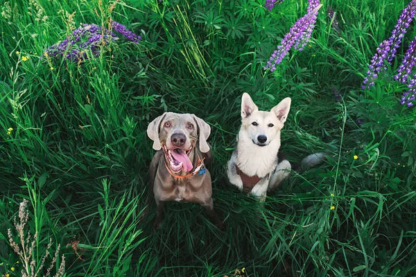 可爱的Weimaraner和牧羊犬坐在鲜绿的草地上 — 图库照片