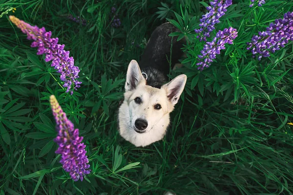 Uzun çimenlerde oturan sevimli çoban köpeği. — Stok fotoğraf