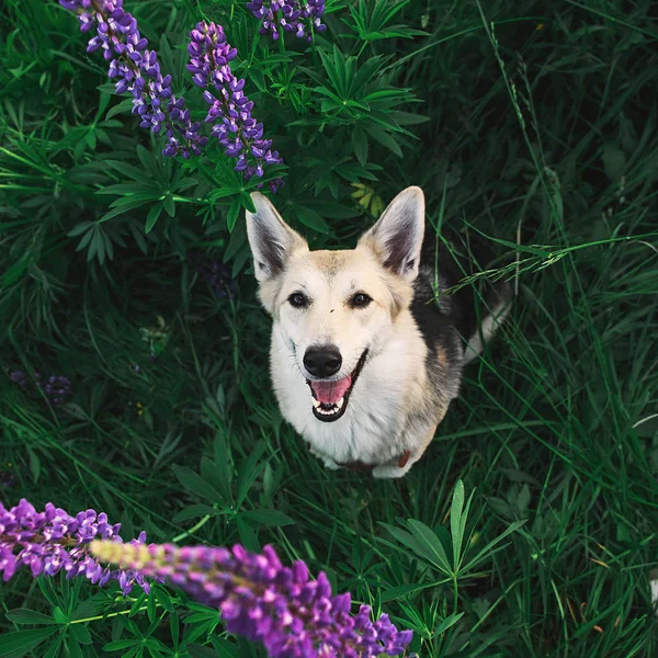 Entzückender Schäferhund sitzt im hohen Gras — Stockfoto