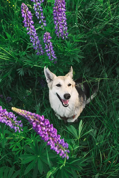 Schattige herdershond zittend in hoog gras — Stockfoto