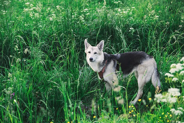 可爱的牧羊犬站在高高的草地上 — 图库照片