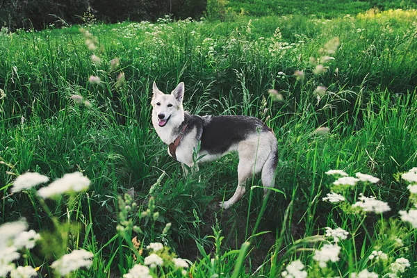 Entzückender Schäferhund steht im hohen Gras — Stockfoto