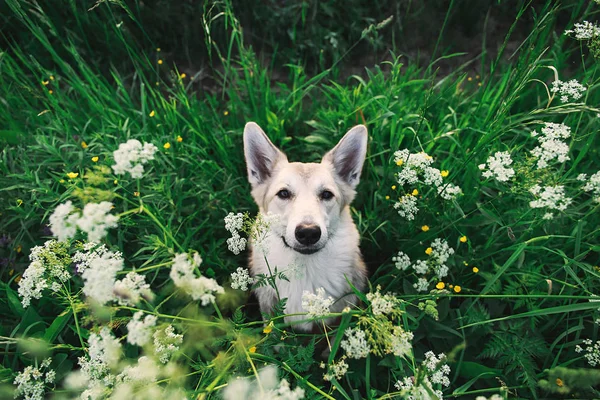 Adorable perro pastor sentado en la hierba alta —  Fotos de Stock