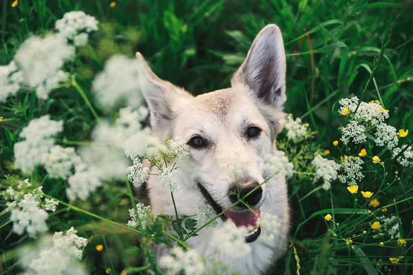 Adorable perro pastor sentado en la hierba alta — Foto de Stock